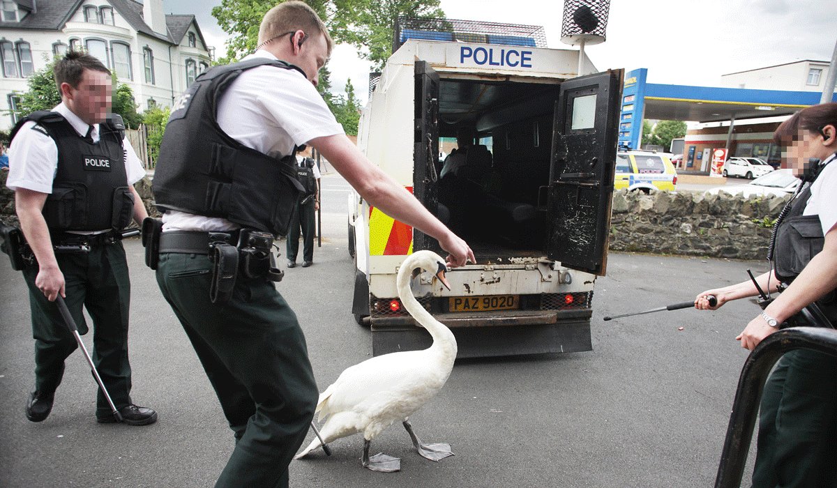 Swam Blocking Traffic